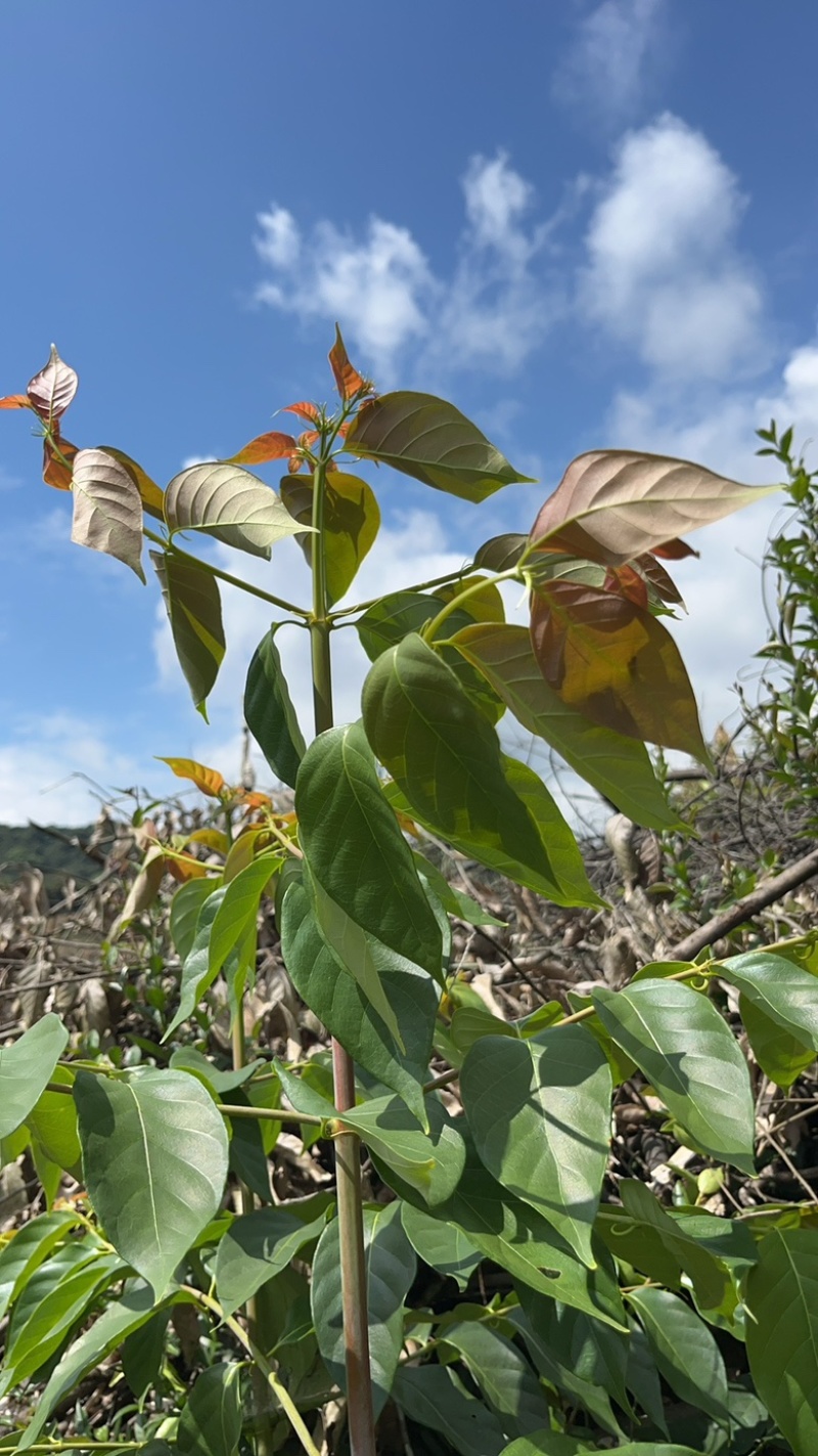 江西金钩藤种植基地优质药材苗移栽易成活好管理可视频基地