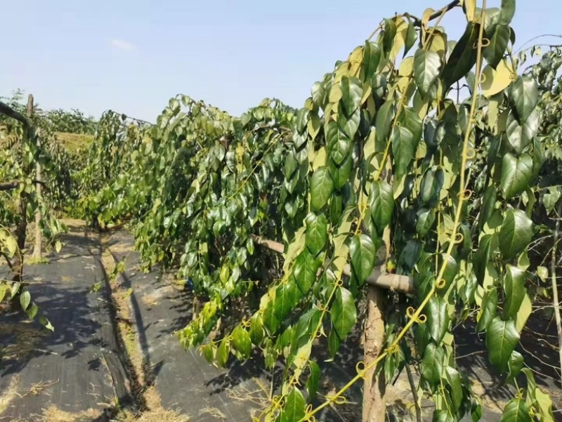 江西金钩藤种植基地优质药材苗移栽易成活好管理可视频基地