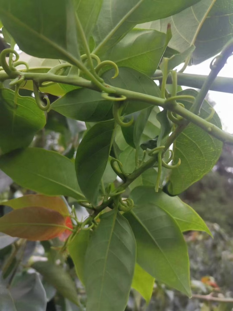 江西金钩藤种植基地优质药材苗移栽易成活好管理可视频基地