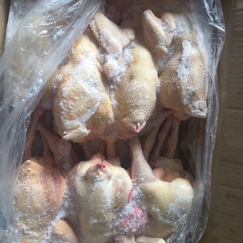 二级老母鸡