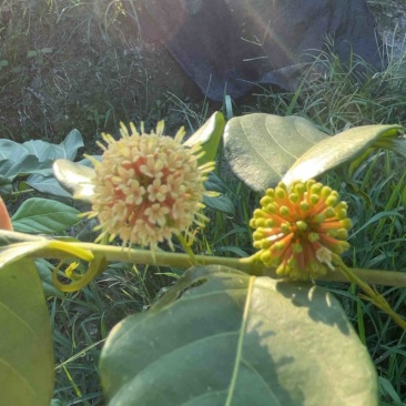 江西金钩藤种植基地优质药材苗移栽易成活好管理可视频基地