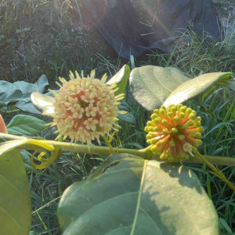 江西金钩藤种植基地优质药材苗移栽易成活好管理可视频基地