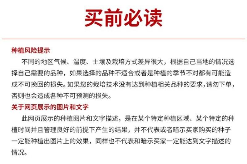 越冬硬粉大果番茄种子抗病能力强高产优良品种寿光直发不上当
