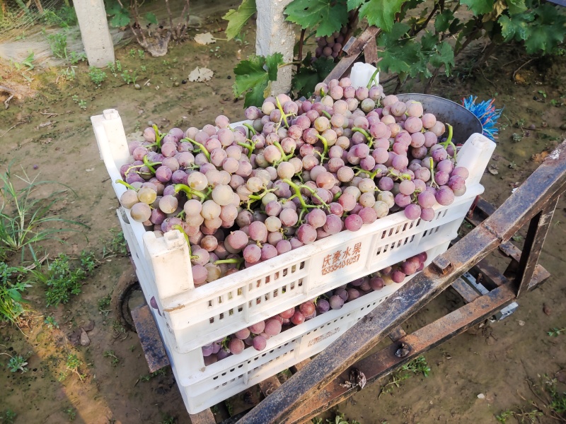 山东冠县万亩葡萄基地巨峰葡萄大量现货，质量保证，诚信代办