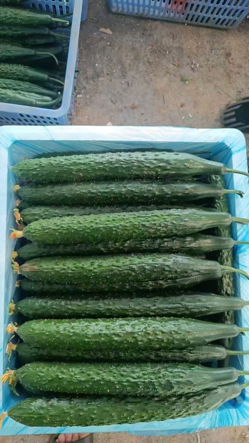 元谋露天黄瓜