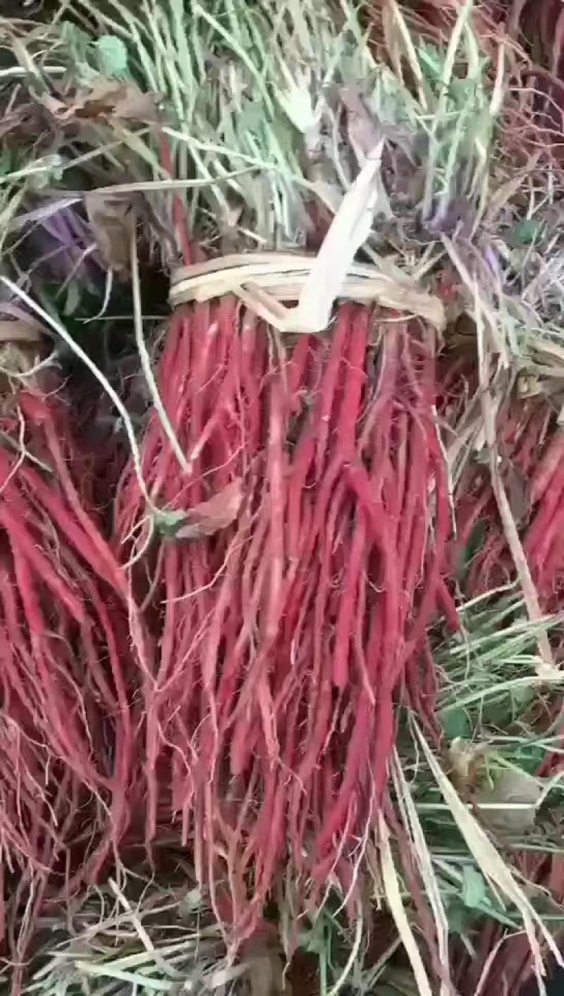 丹参种苗丹参苗，品种纯，包技术包回收干货品质保证