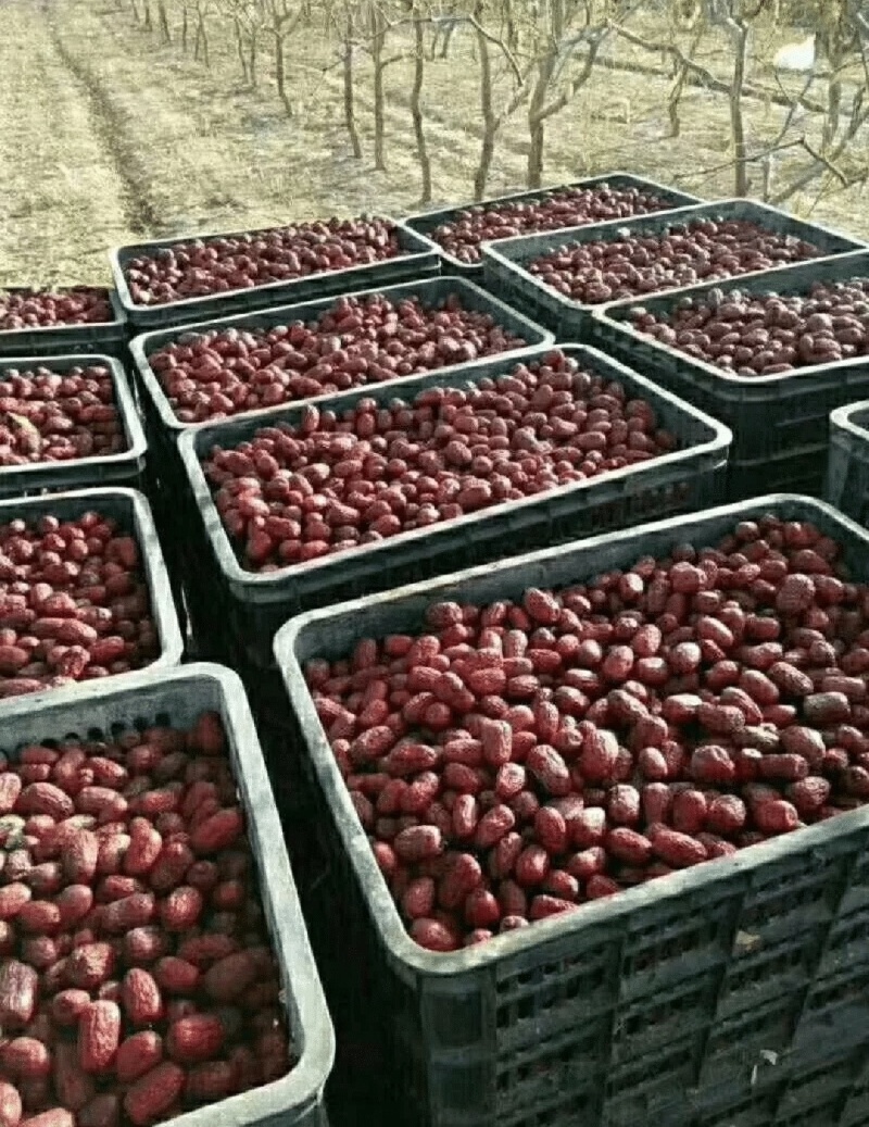 新疆灰枣骏枣各种枣制品厂家直销电商**