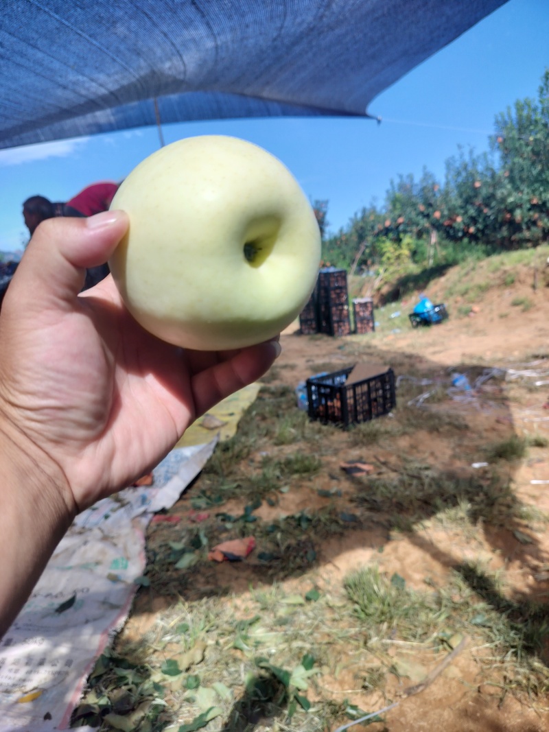 东北辽宁省，绥中县奶油苹果，一手货源，大量有货
