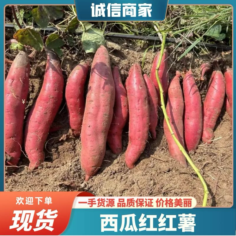 陆丰西瓜红大量供应/保质保量/诚信经营量大价优全国代发