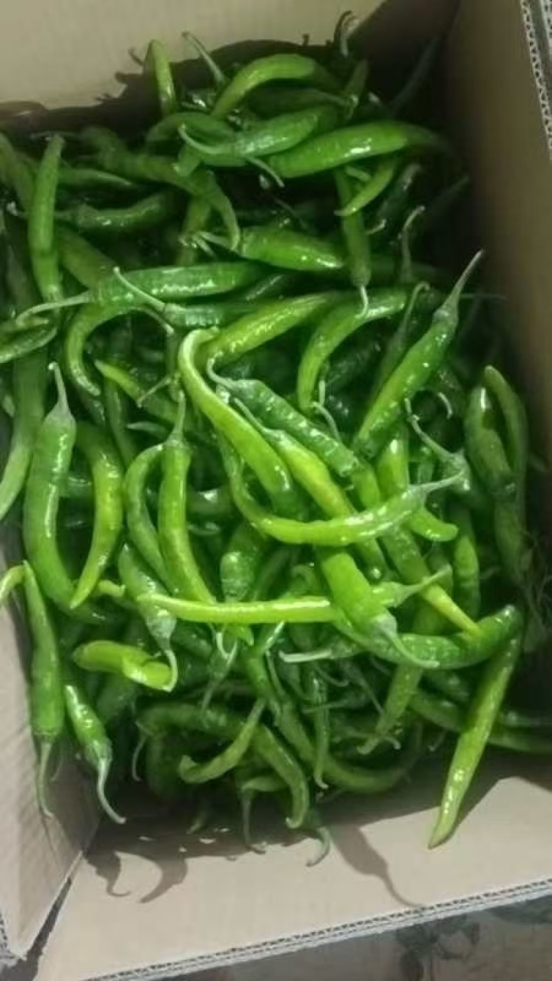 杭椒