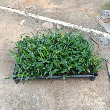 大叶棕竹棕竹小芽苗筛苗棕榈科植物不包邮量大从优