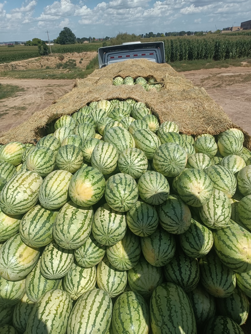 陕北定边金花一号大西瓜，瓜型好，糖度高，货量大，口感甘甜