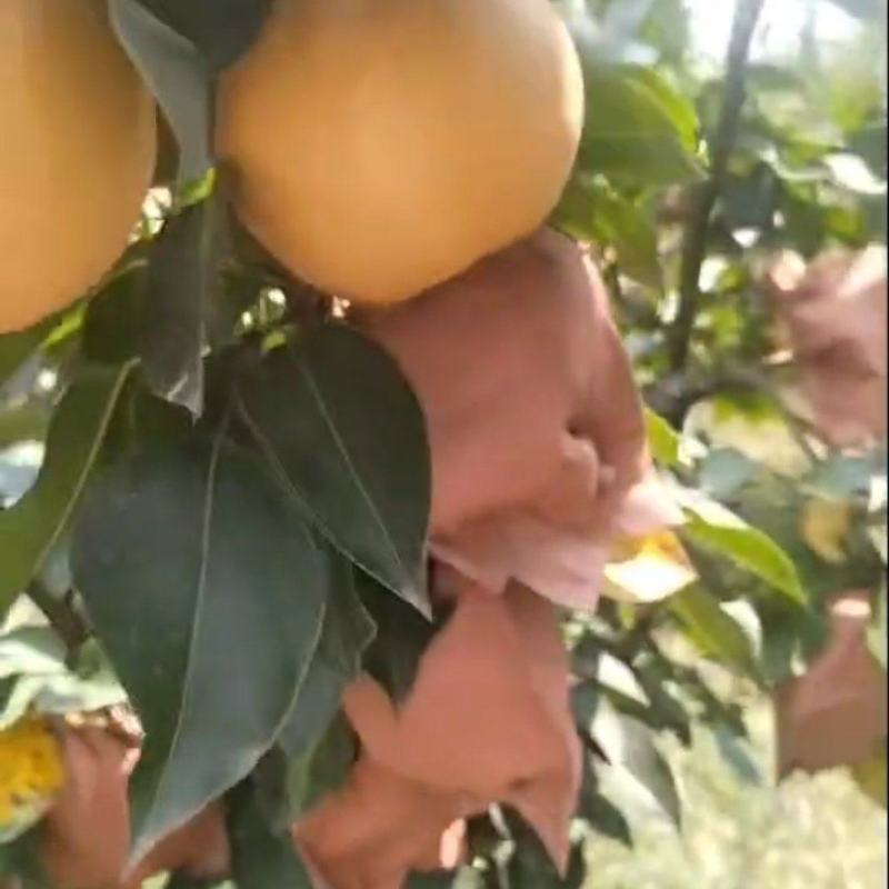 晚秋黄梨大量上市了！颜色口感脆甜