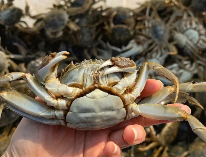 湖北洪湖大闸蟹六月黄大闸蟹养殖基地直供品质保证