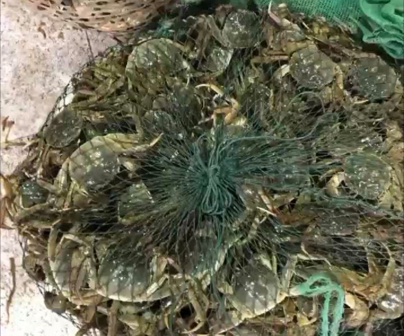 湖北洪湖大闸蟹六月黄大闸蟹养殖基地直供品质保证