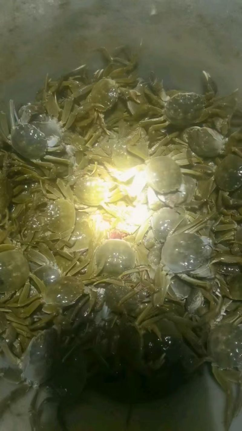 自己农场清水养殖