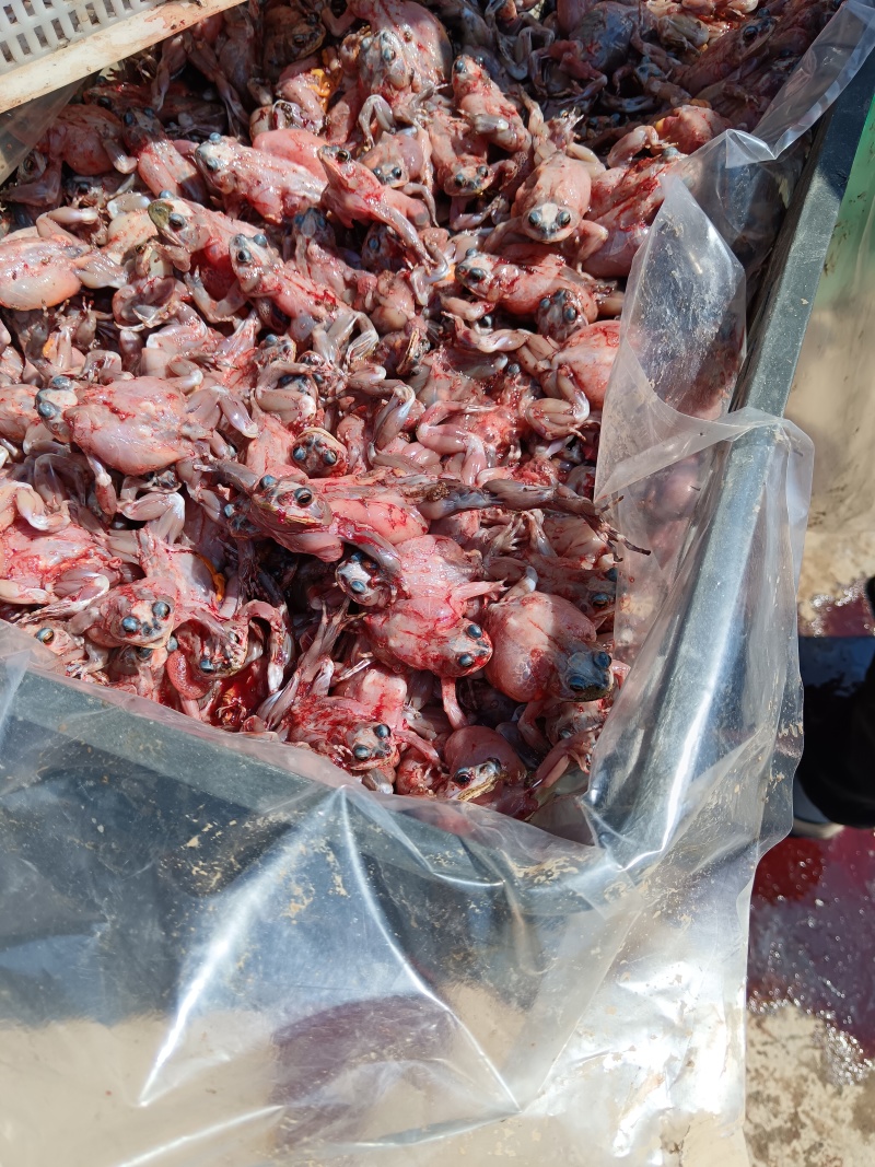 蛇类养殖成蛇专用饲料——去皮蟾蜍肉冻板