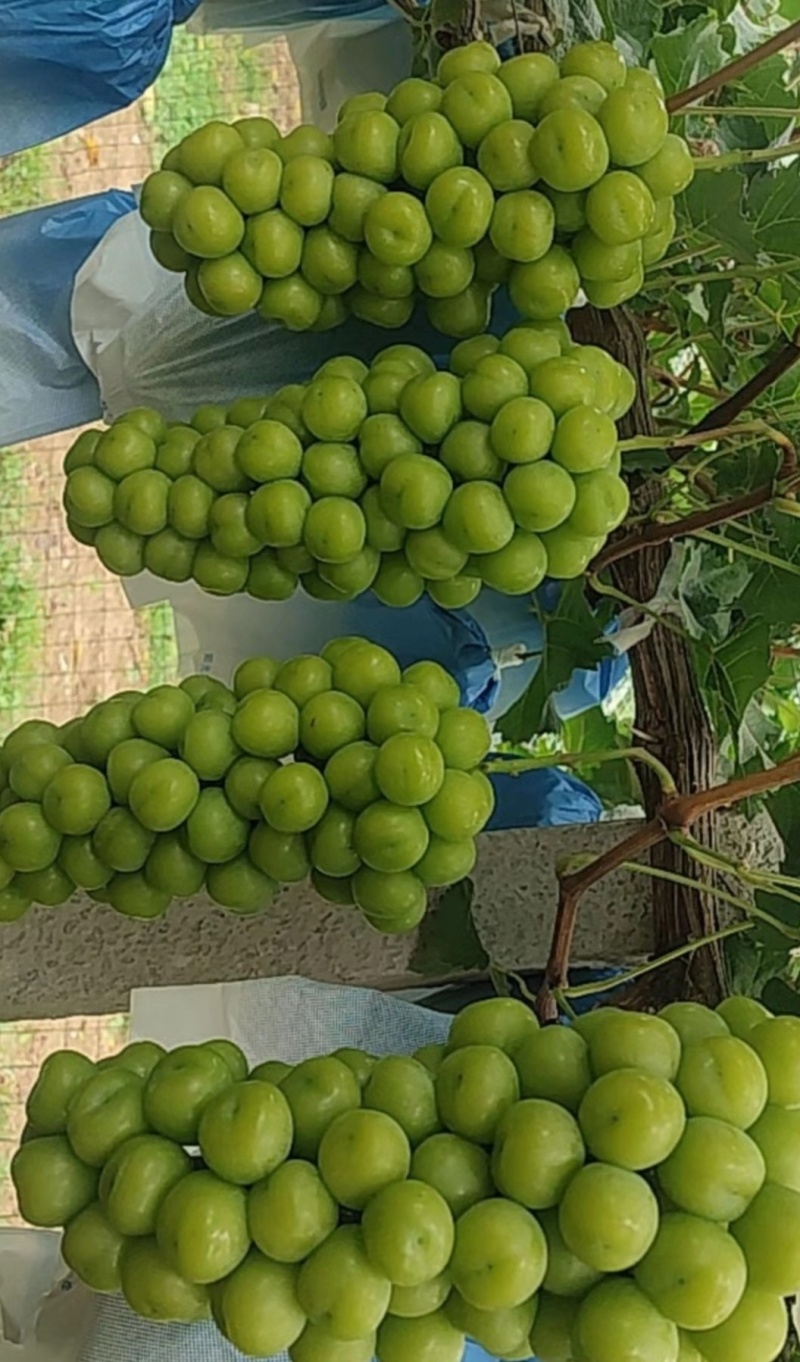 阳光玫瑰葡萄