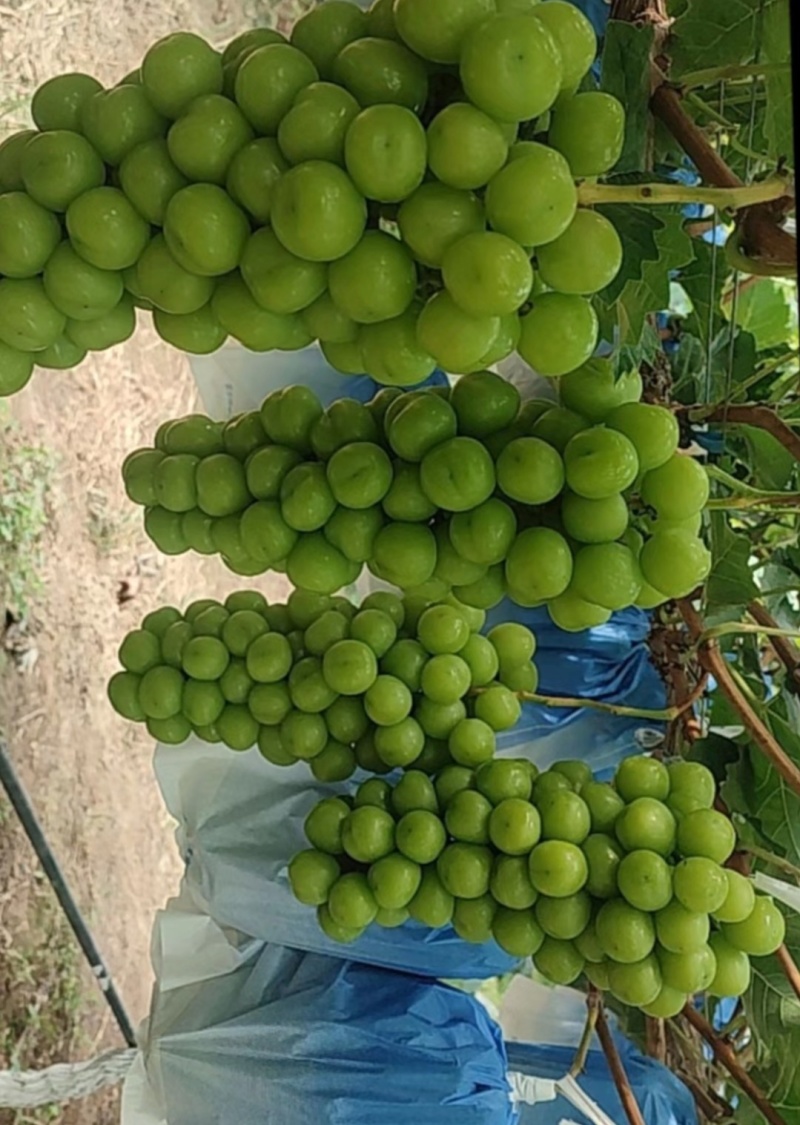 阳光玫瑰葡萄