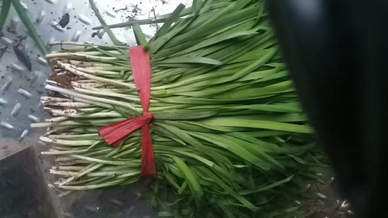 【口碑好】韭菜装货快质量保证量大从优需要联系