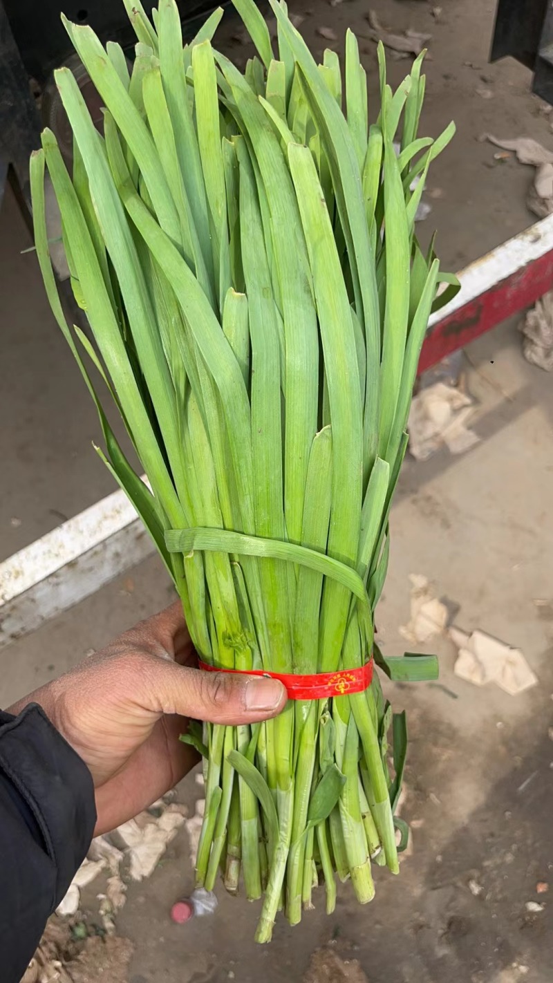 韭菜，头茬韭菜，二茬韭菜，色绿根粗。适合各大商超，自卖。