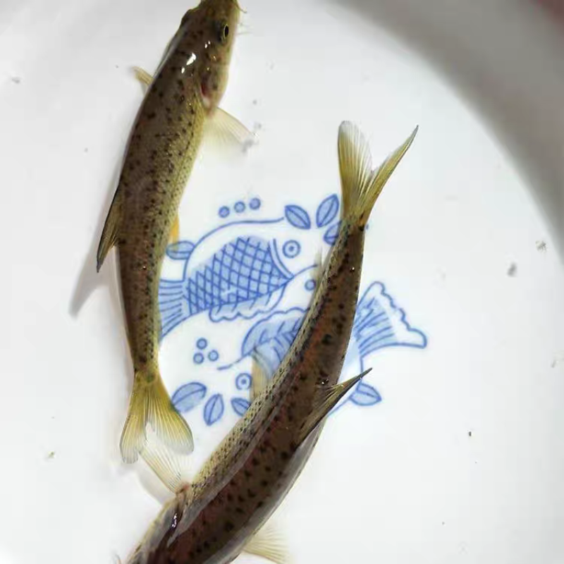 金沙鲈鲤鱼苗
