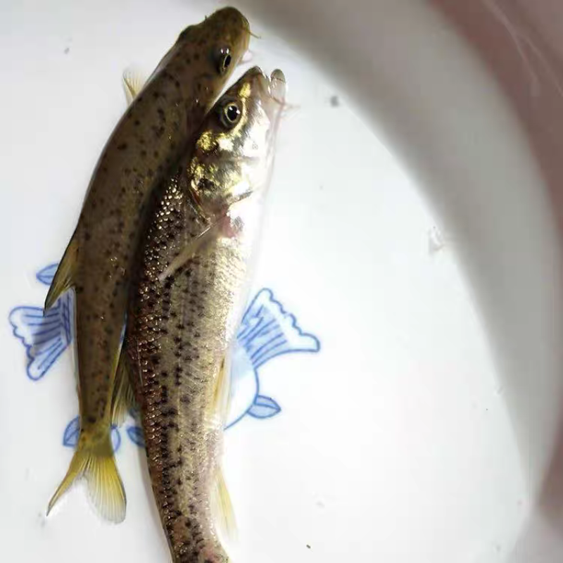金沙鲈鲤鱼苗