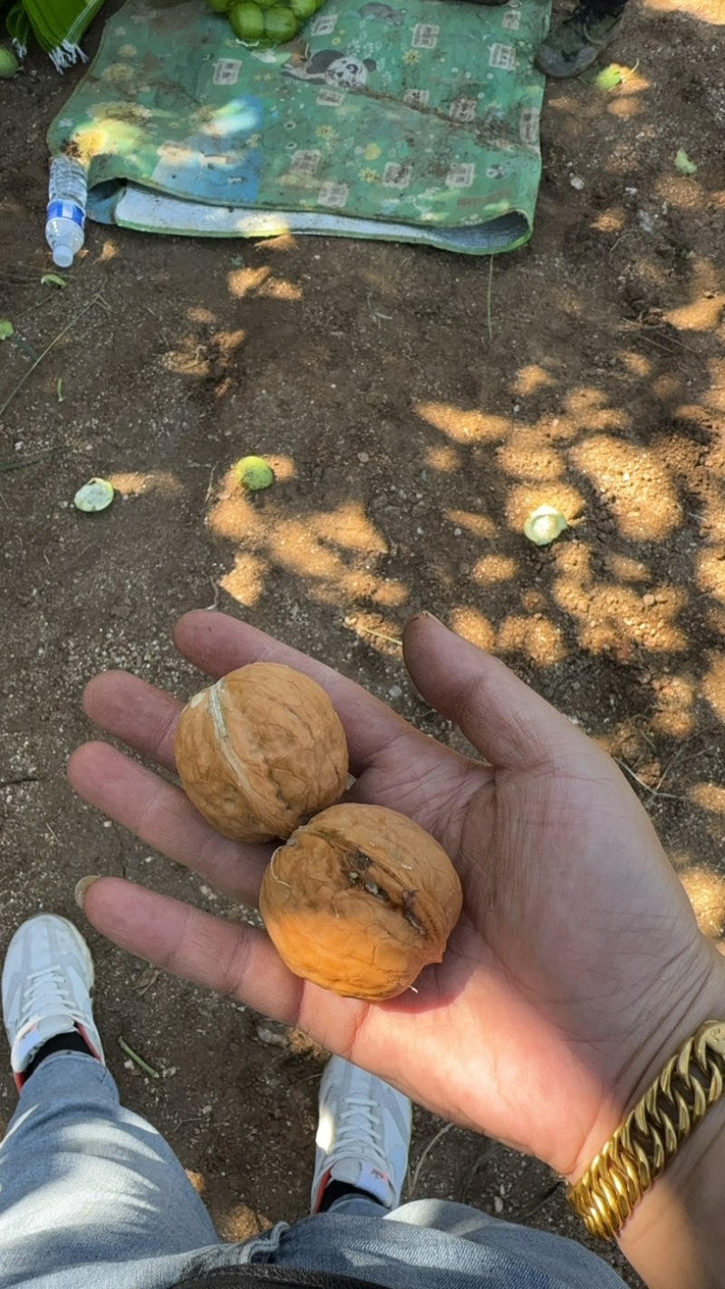 青皮核桃清香，辽系，硕丰大量上市。需要联系