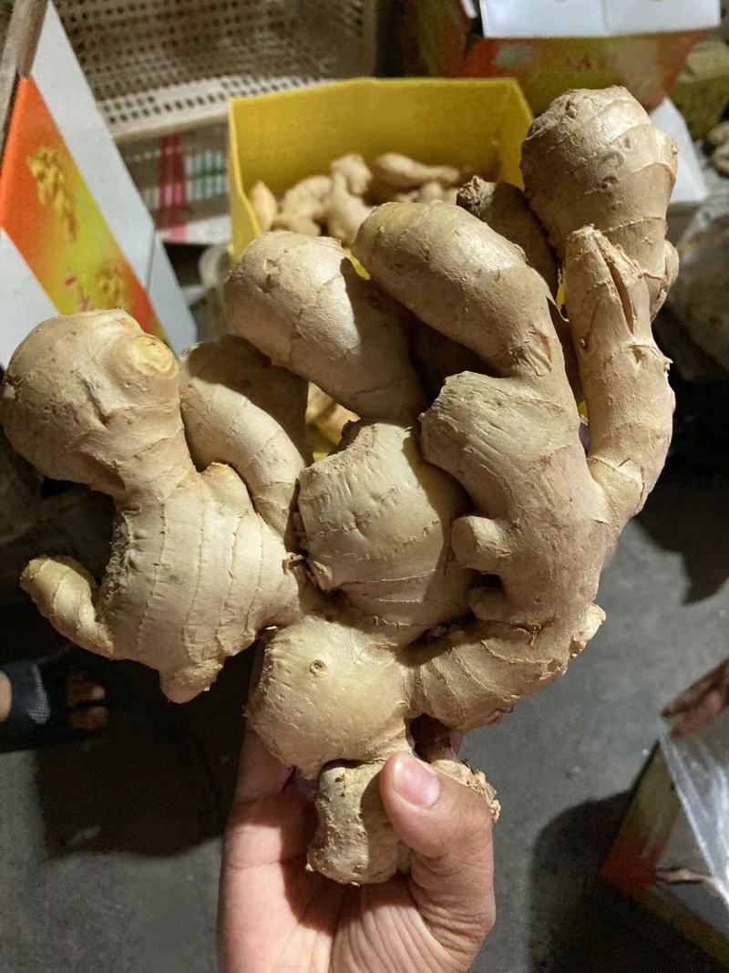 精品大姜出口专用产地认证欢迎采购