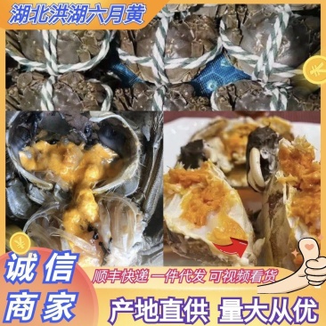 湖北洪湖大闸蟹六月黄大闸蟹养殖基地直供品质保证