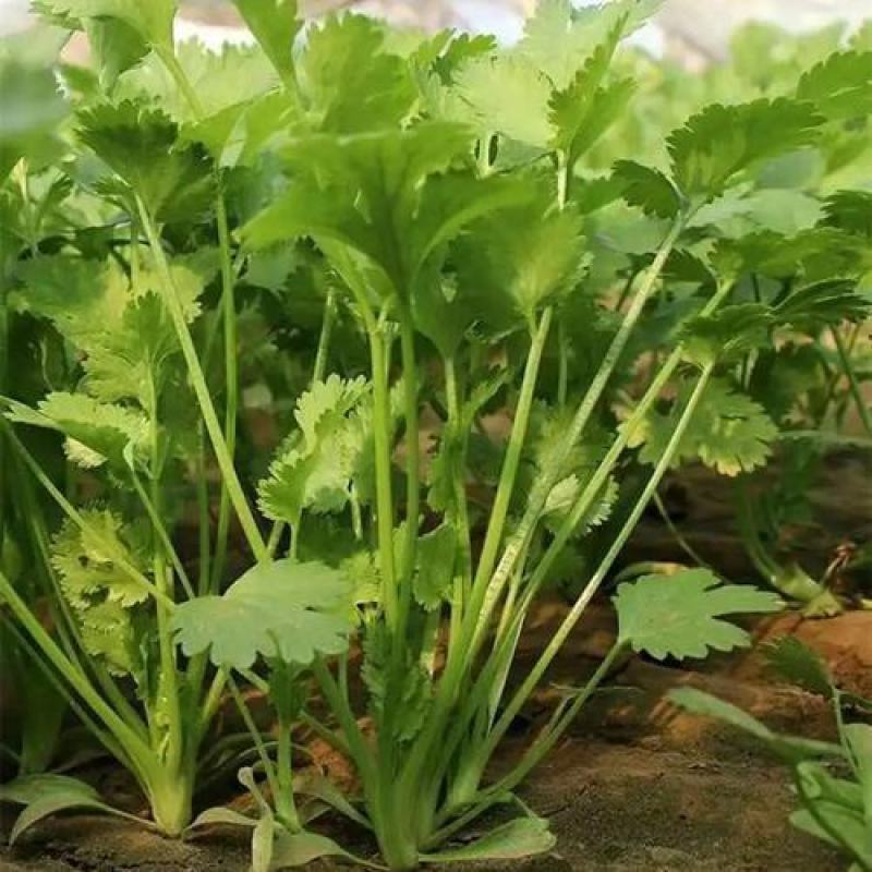精品香菜