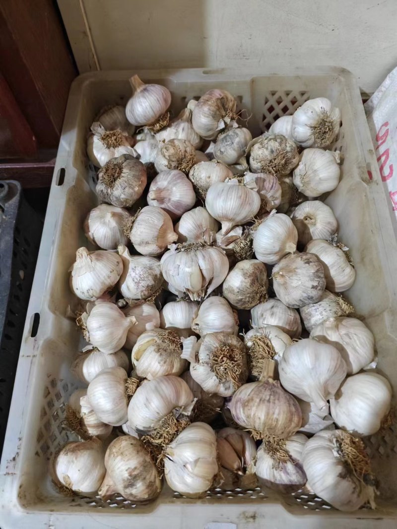 中大个干大蒜，如图，便宜卖，需要的联系，量多可优惠