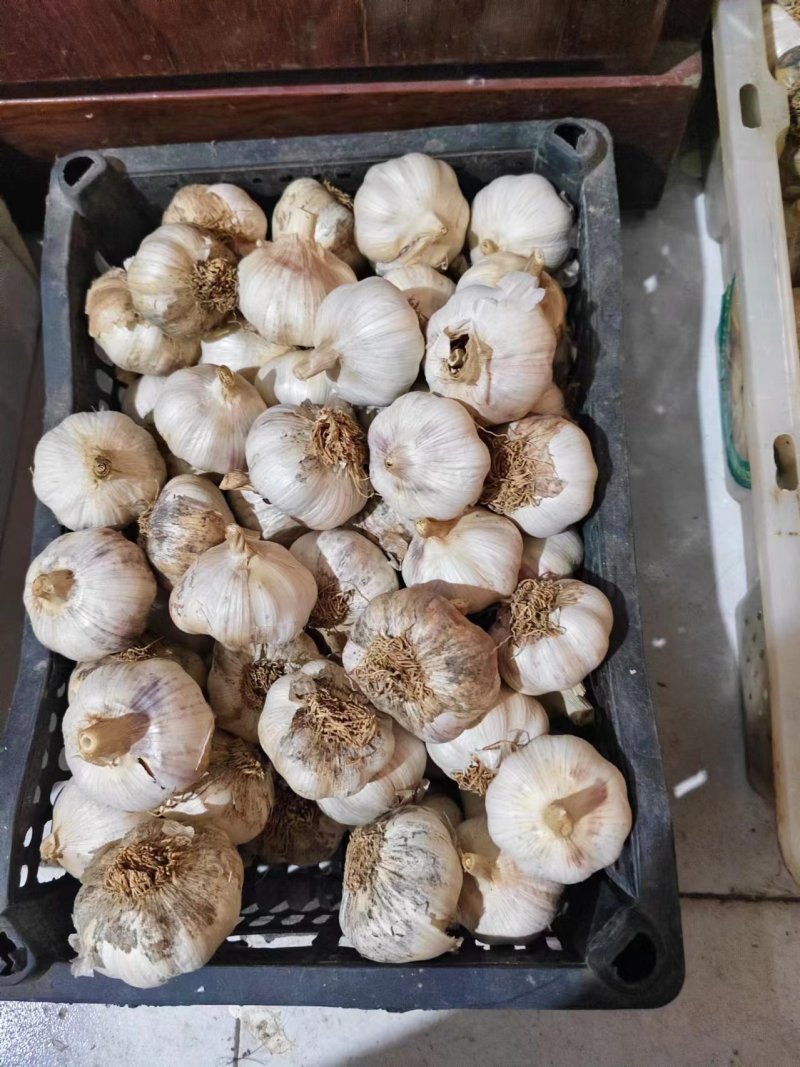 中大个干大蒜，如图，便宜卖，需要的联系，量多可优惠