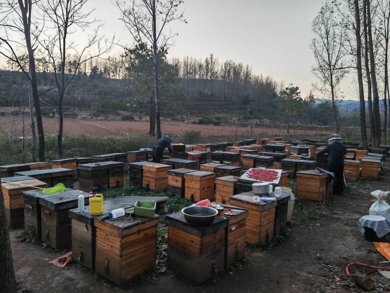 电商款社区团购意蜂蜜，枣花，枸杞子，槐花蜜