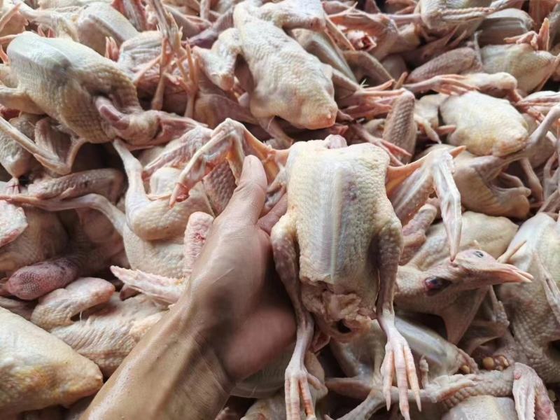 精品全清乳鸽有需要的联系我