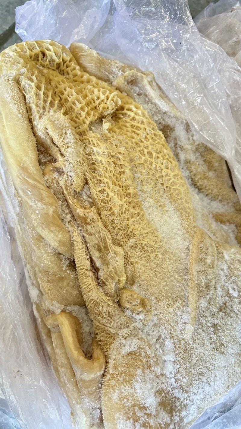 半成品牛肚带金钱肚整个牛肚全国各地可发货
