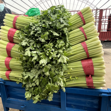 精品芹菜、西芹、粗细均匀、品质好、产地直销，代发全国