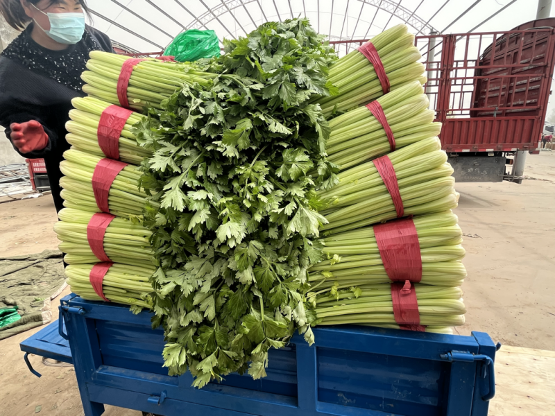 精品芹菜、西芹、粗细均匀、品质好、产地直销，代发全国