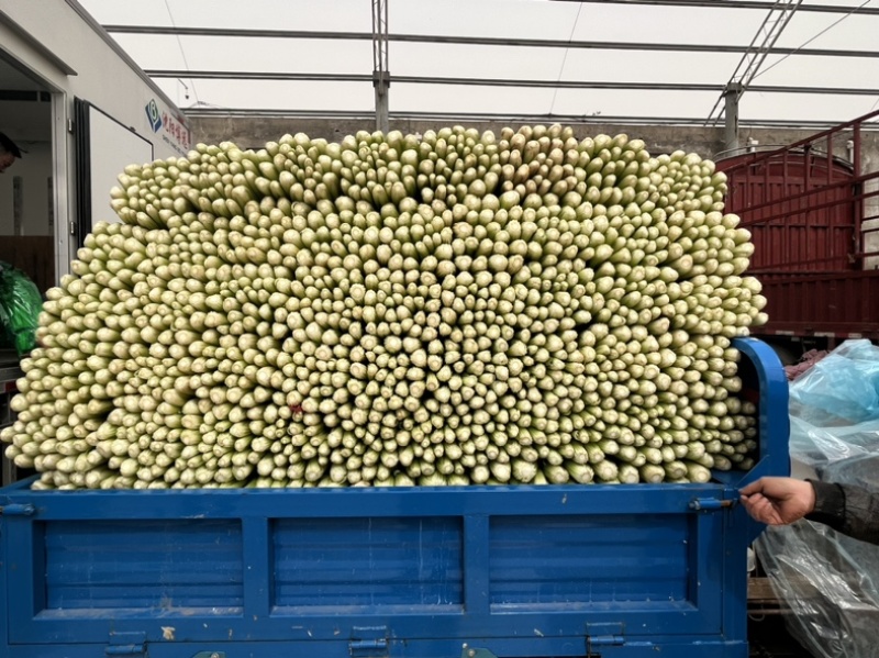 精品芹菜、西芹、粗细均匀、品质好、产地直销，代发全国
