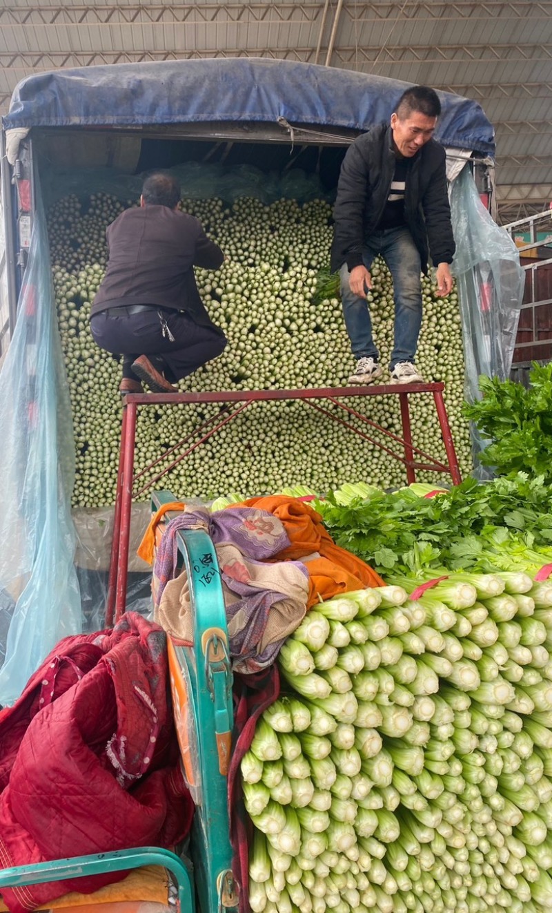 精品芹菜、西芹、粗细均匀、品质好、产地直销，代发全国