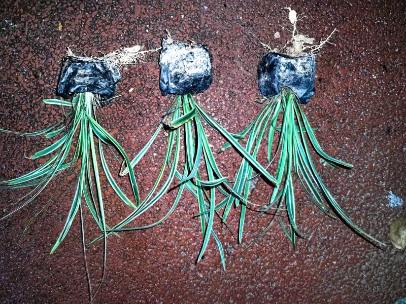 金边阔叶麦冬