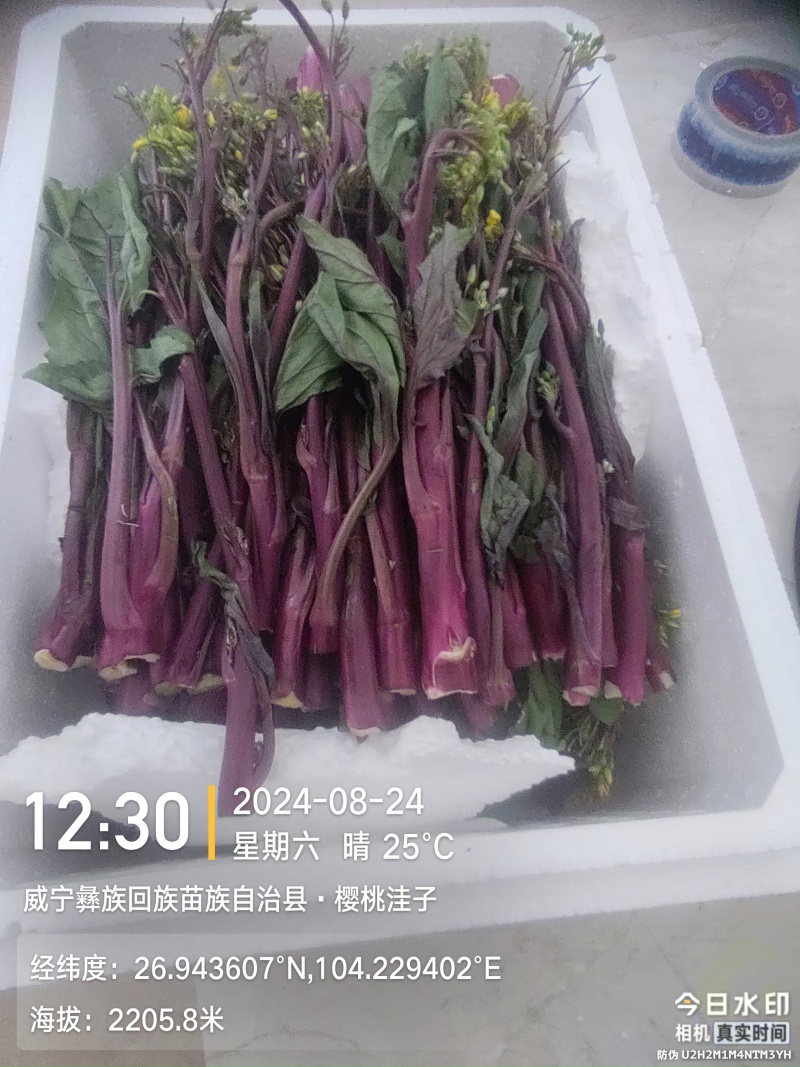 红菜苔高山优质红菜苔