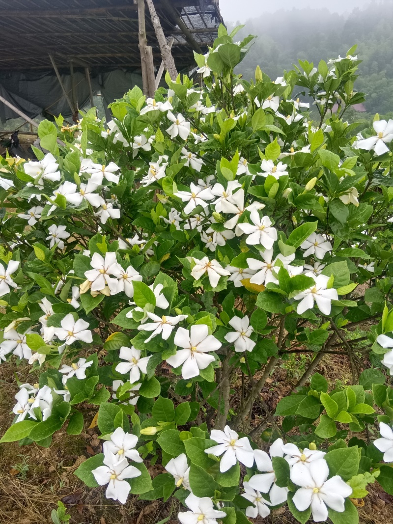 栀子