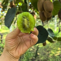 绿心猕猴桃产地直接发货，支持一件代发，电商平台对接发货，专业