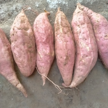 登封烟薯25号蜜薯糖心红薯新鲜番薯农家沙地烤地瓜农科院