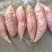 登封烟薯25号蜜薯糖心红薯新鲜番薯农家沙地烤地瓜农科院