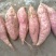 登封烟薯25号蜜薯糖心红薯新鲜番薯农家沙地烤地瓜农科院