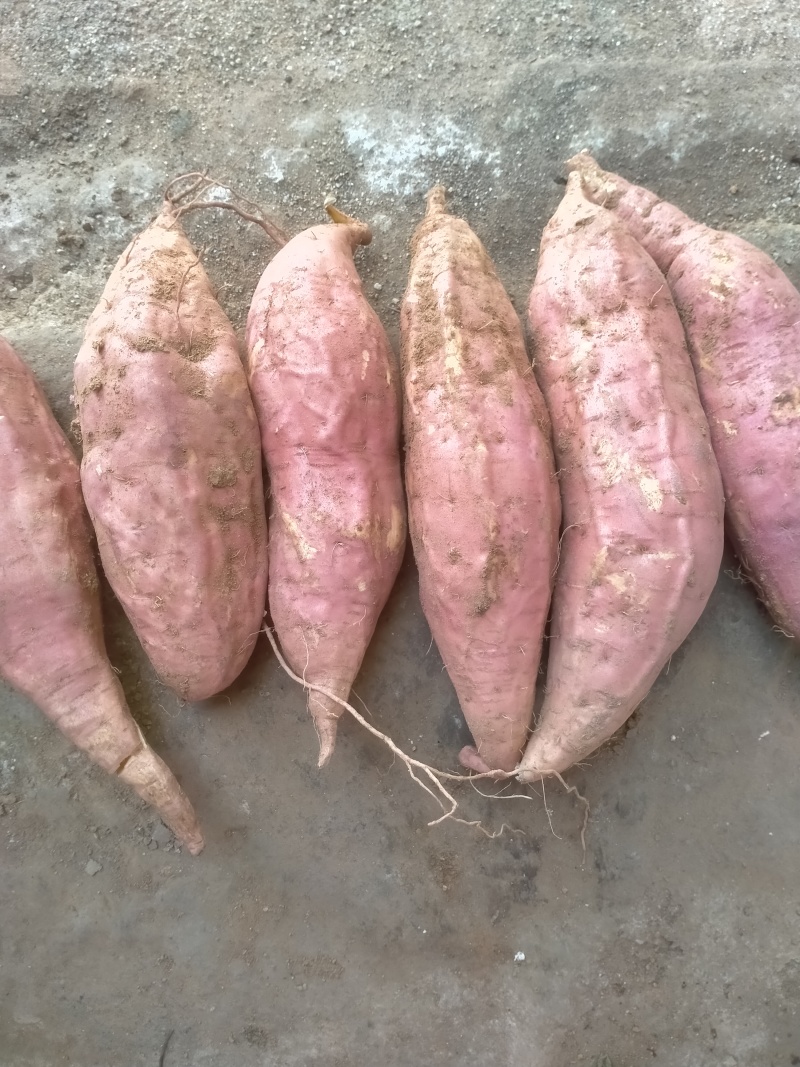 登封烟薯25号蜜薯糖心红薯新鲜番薯农家沙地烤地瓜农科院