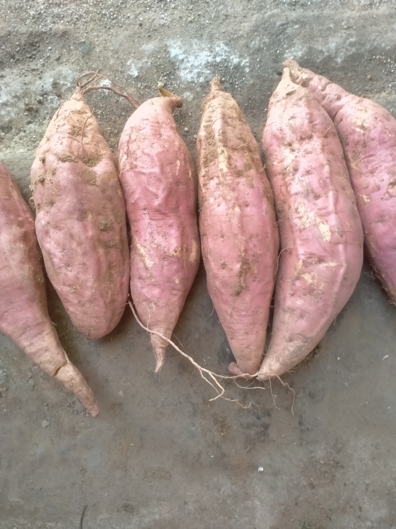 登封烟薯25号蜜薯糖心红薯新鲜番薯农家沙地烤地瓜农科院