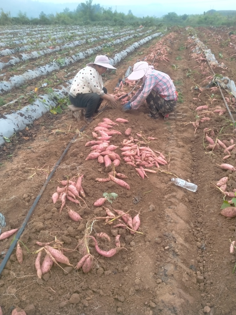 登封烟薯25号蜜薯糖心红薯新鲜番薯农家沙地烤地瓜农科院